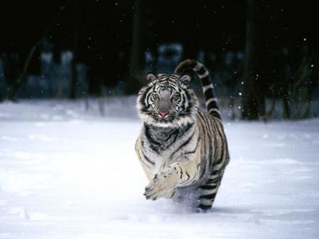 Le tigre blanc royal