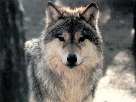 Le loup