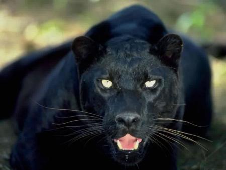 La panthère noire